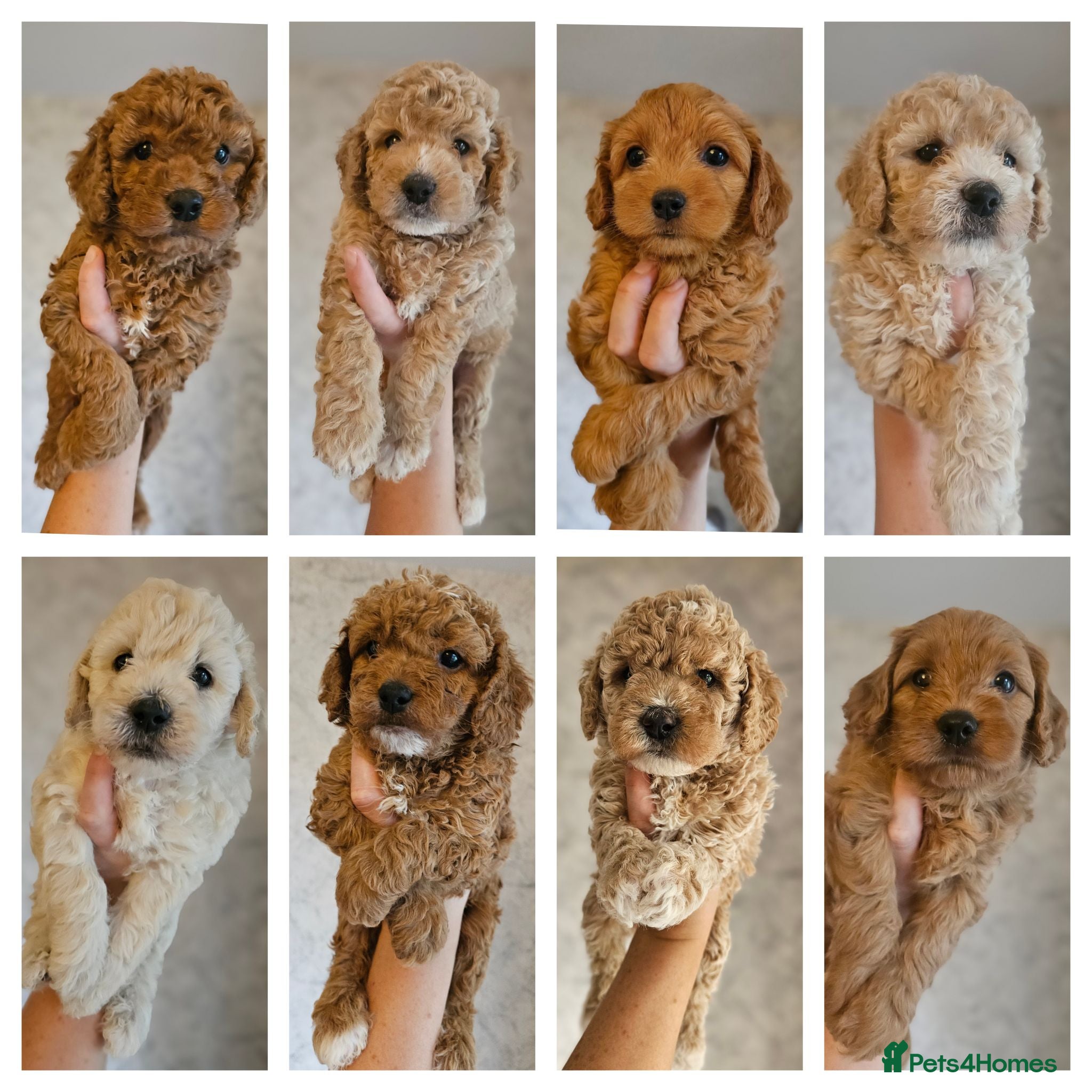 Mini Goldendoodle dogs Beautiful Toy Goldendoodle Puppies  ✨🐾 - Advert 1