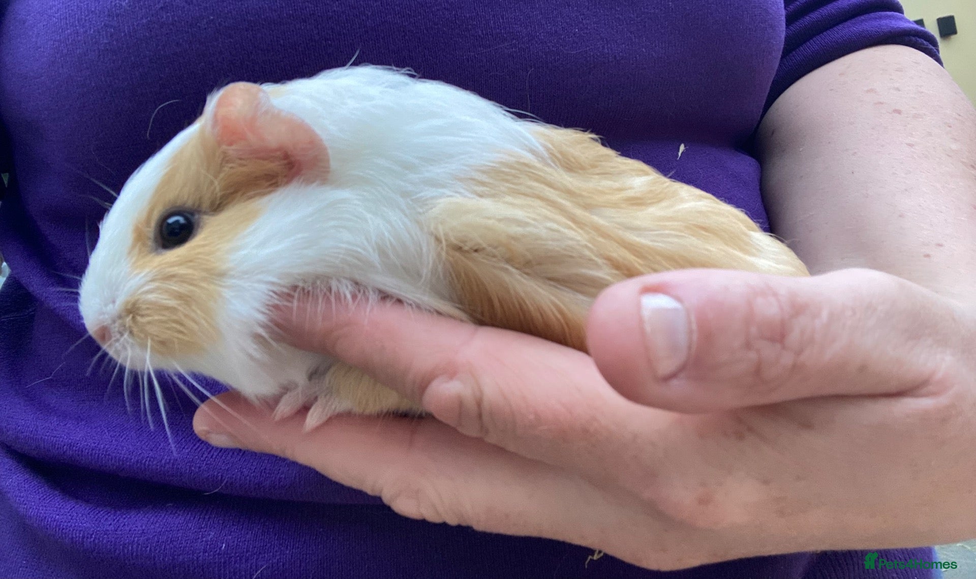 Guinea Pig rodents for sale: Guinea pigs  - Advert 1