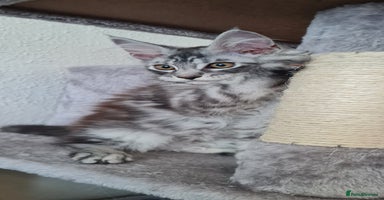 Maine Coon cats - Advert 1