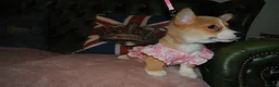 Welsh Corgi Pembroke dogs for sale: Are Beautiful Girls Storm/Darling/Petal - Advert 11