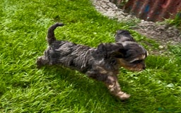 Cavapoo dogs for sale: Top Class Cavapoo pups double vaccinated! - Image 25