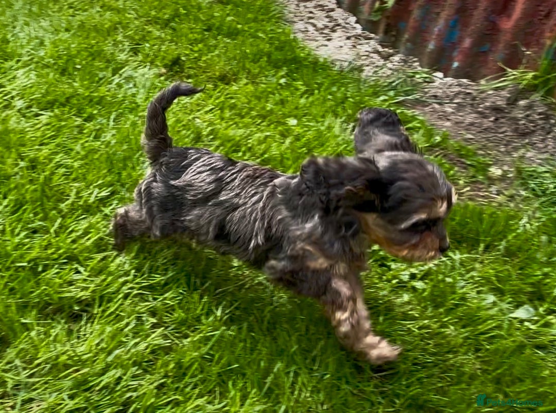 Cavapoo dogs for sale: Top Class Cavapoo pups double vaccinated! - Image 25