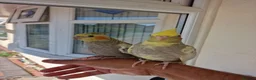 Cockatiels birds for sale: Super Silly hand tamed baby cockatiel - Advert 10