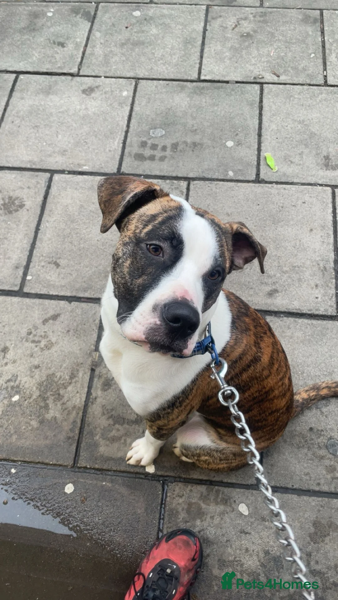 Mixed Breed dogs for sale: Bruno  - Advert 1