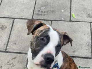 Mixed Breed dogs Bruno - Advert 1