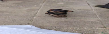 Yorkshire Terrier Puppy 1