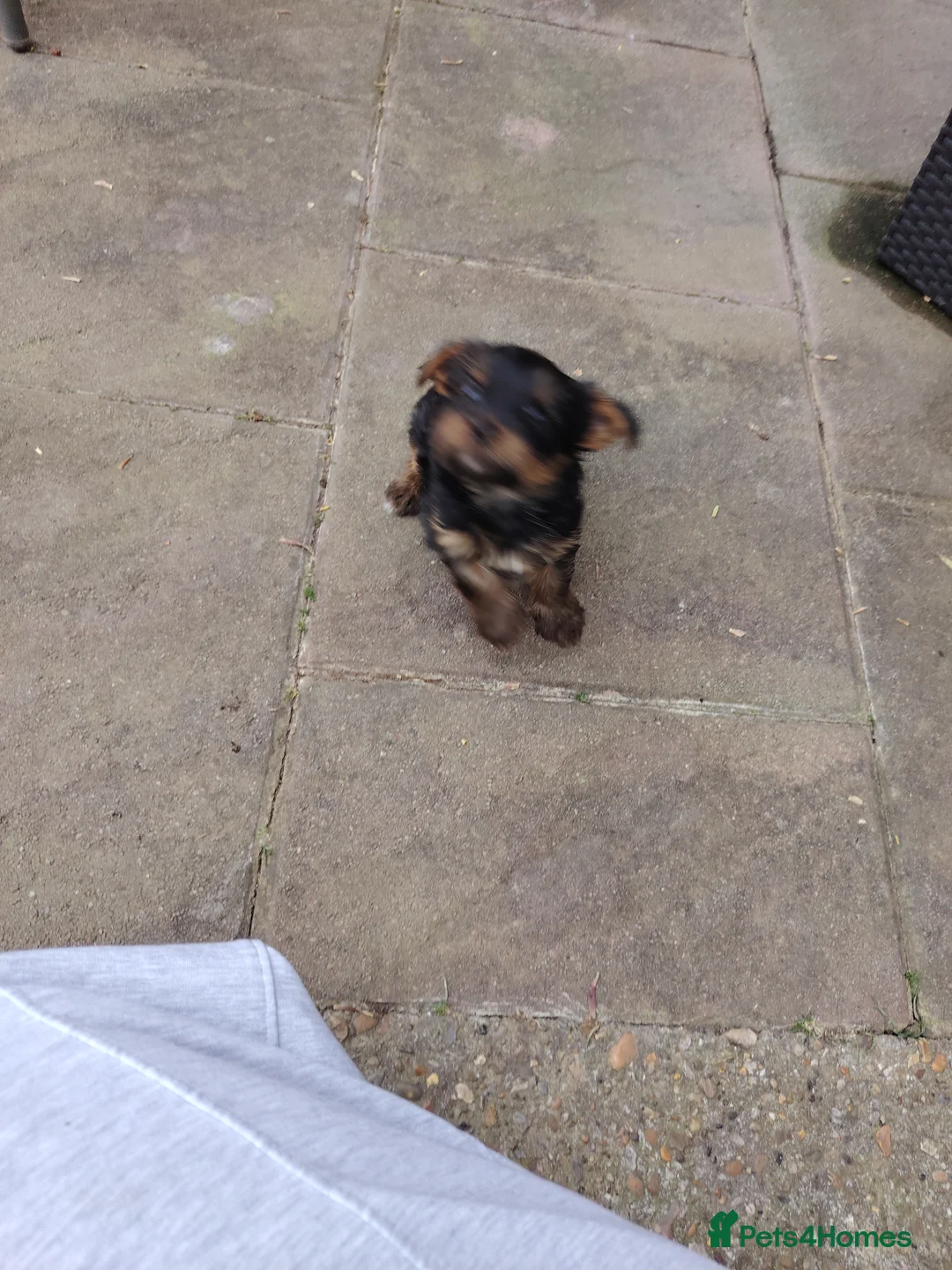 Yorkshire Terrier dogs for sale: ON HOLD.  One pure yorkie boy for £1200 - Advert 10