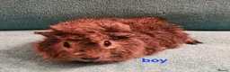 Guinea Pig rodents for sale: 1 boar & 1 sow baby pigs - Advert 3