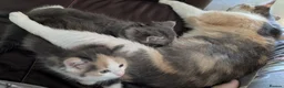Mixed Breed cats for sale: Domestic short hair x Main coon - Advert 10