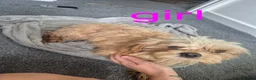 Cavachon dogs for sale: Cavachon pups  in Llanelli - Advert 15