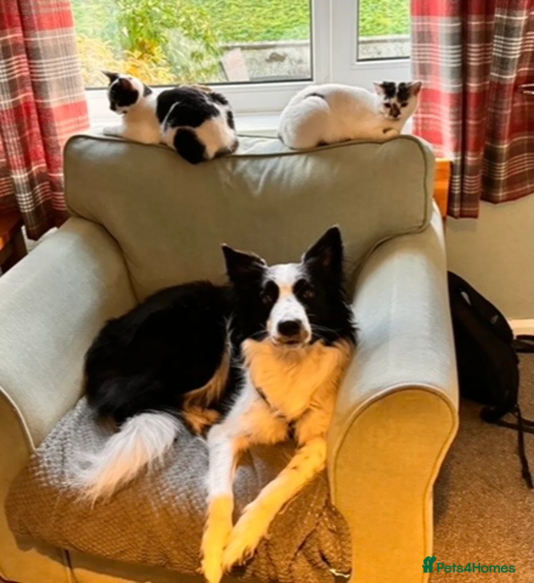 Border Collie dogs for sale: Male Border Collie 4 years - Advert 3