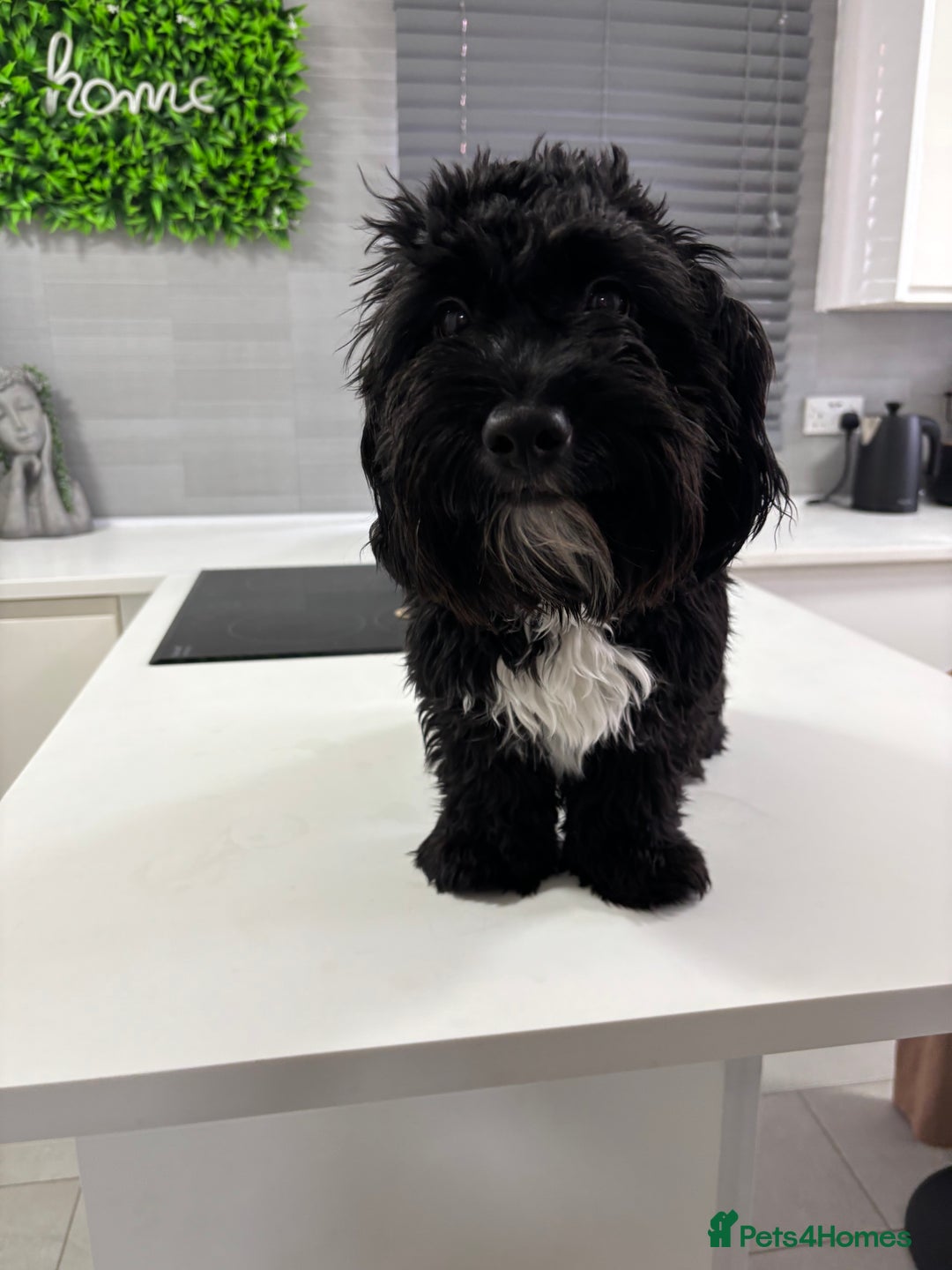 Shihpoo dogs for sale: Shihpoo  - Image 9