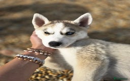 Siberian Husky dogs for sale: Stunning Pure siberian husky pups - Image 15