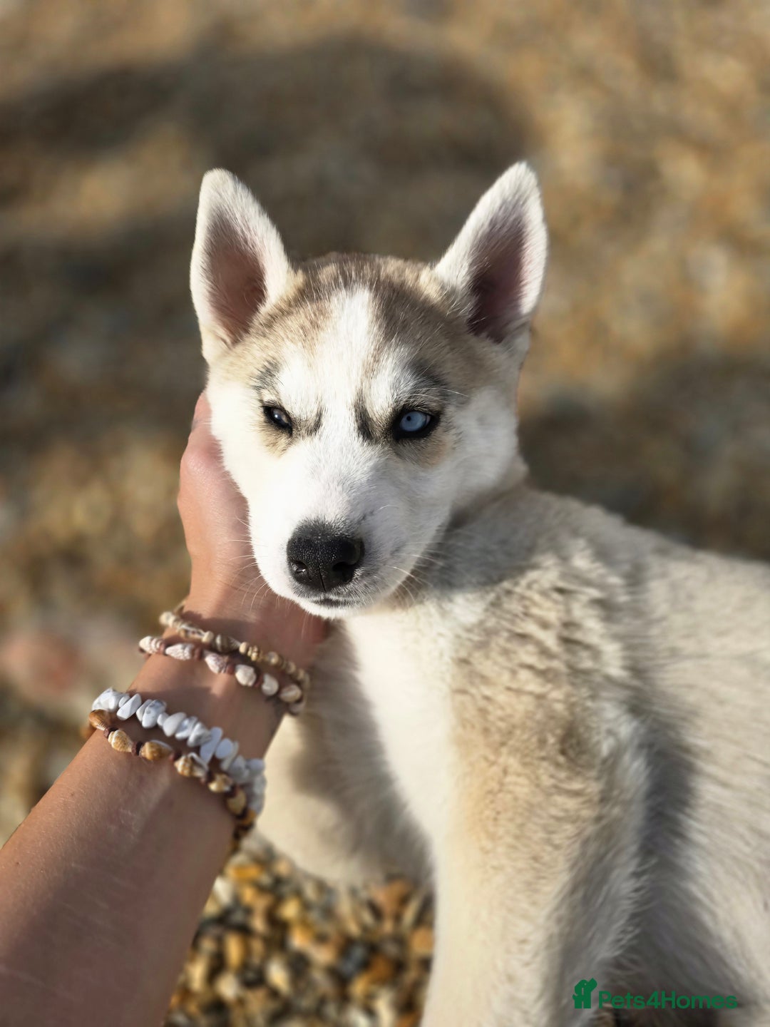 Siberian Husky dogs for sale: Stunning Pure siberian husky pups - Image 15