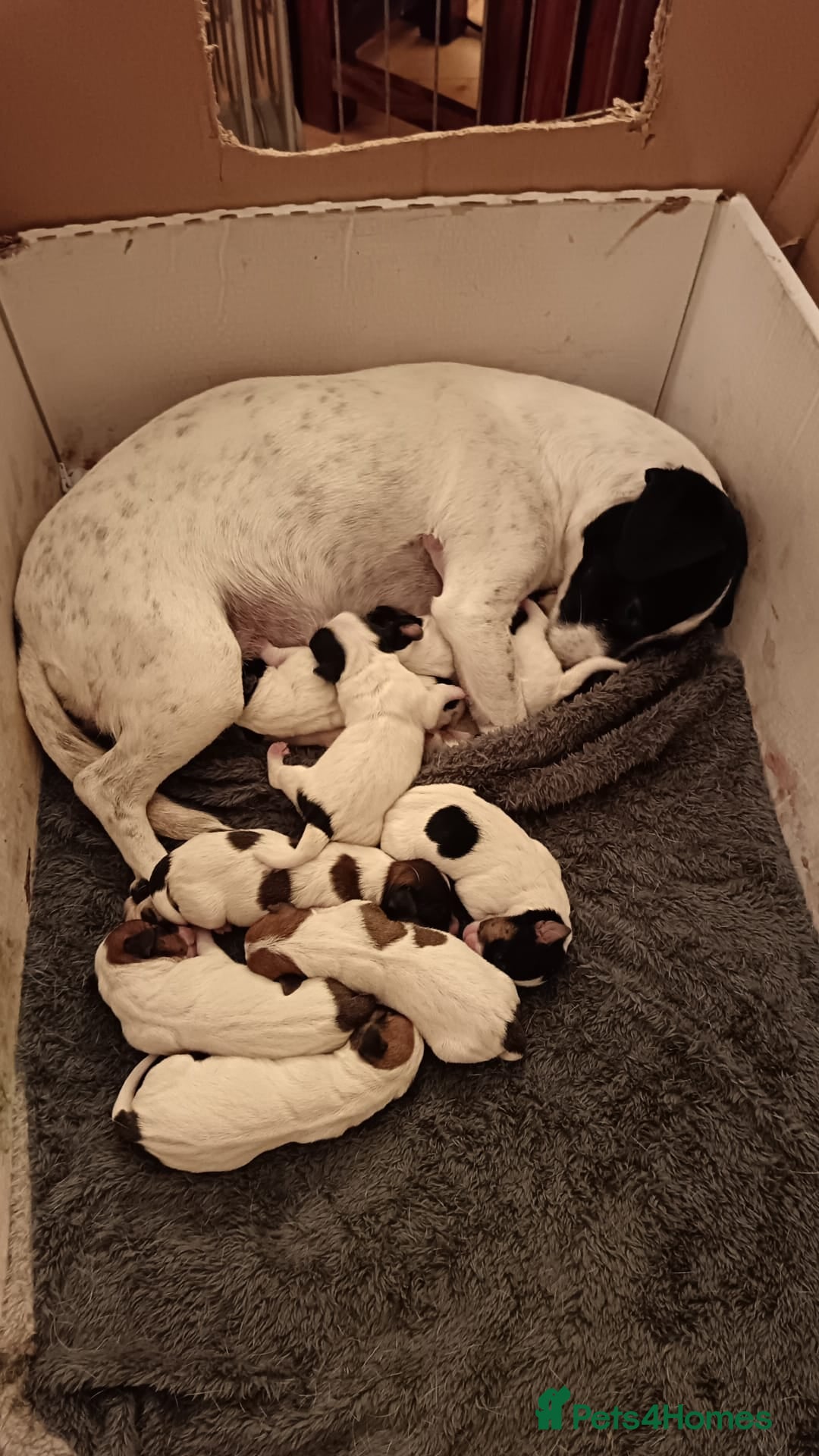 Jack Russell dogs for sale: stunning Jack Russell puppies  - Advert 4