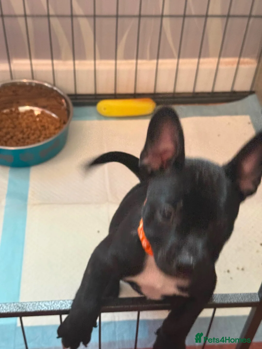 Mixed Breed dogs for sale: Fraffie male  - Advert 2