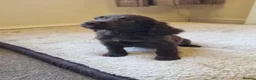 Cocker Spaniel dogs for sale: Last Chocolate Boy Ready Now  - Advert 13