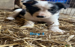 Border Collie dogs for sale: Beautiful border collie puppies for sale  - Image 2