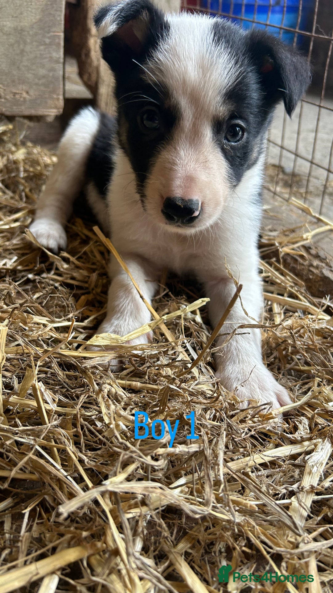 Border Collie dogs for sale: Beautiful border collie puppies for sale  - Image 2