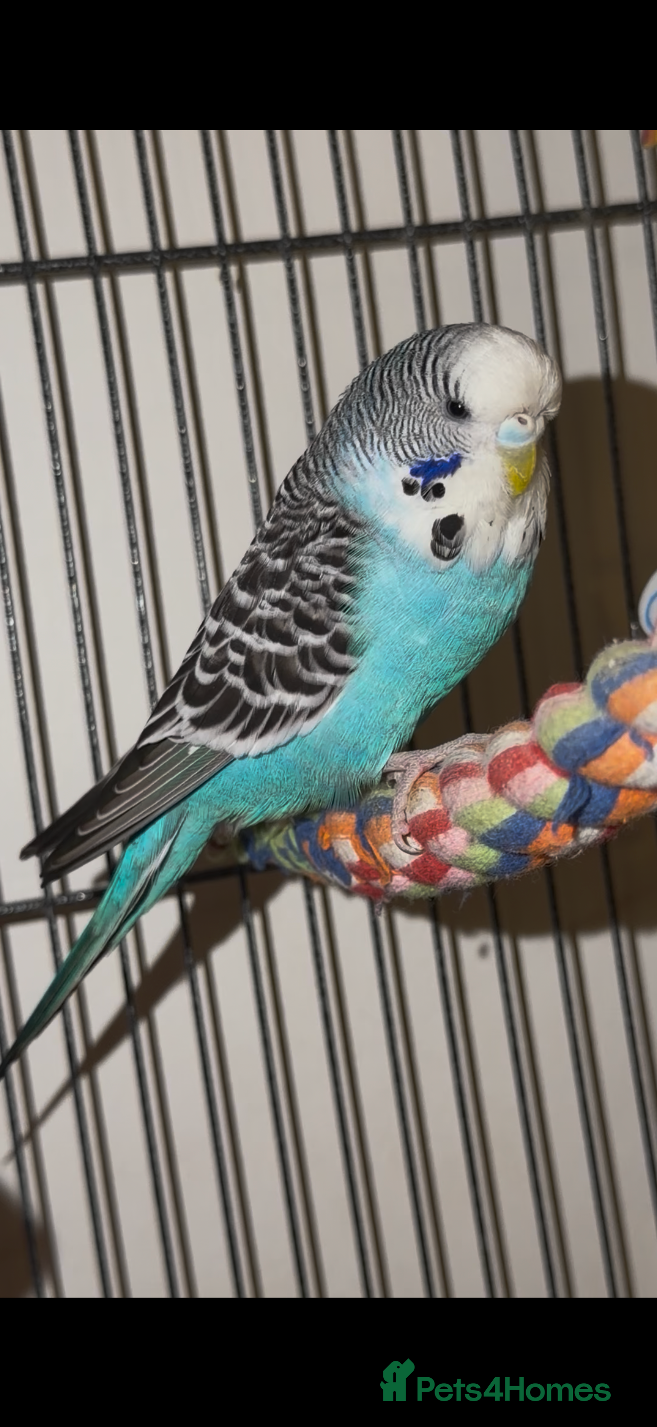 Budgerigars birds Budgies  - Advert 1