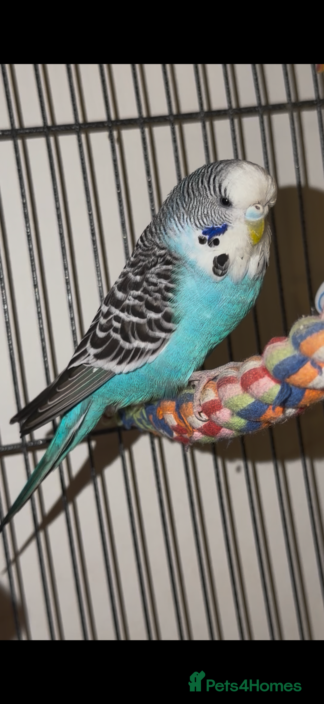 Budgerigars birds for sale: Budgies  - Advert 1