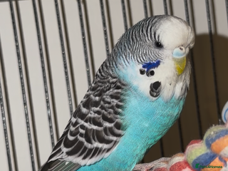 Budgerigars birds Budgies - Advert 2