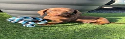 Miniature Dachshund dogs for sale: Miniature dachshund puppies  in Bridgwater - Advert 5