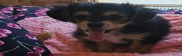 Mixed Breed dogs for sale: One Beautiful Girl Still Available!! - Advert 6