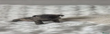 Whippet 3