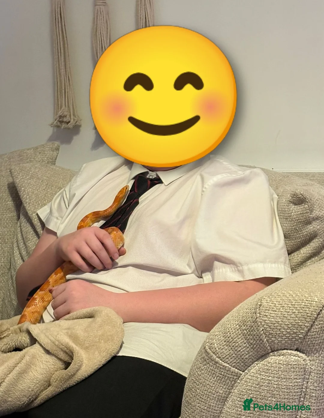 Corn Snake reptiles for sale: Female corn snake in need of loving home - Advert 3