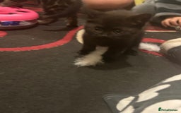 Mixed Breed cats for sale: 3 Beutiful kittens - Image 15