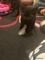 Mixed Breed cats - Advert 5