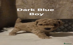 Toy Poodle dogs for sale: TOY POODLE PUPS  - Advert 9