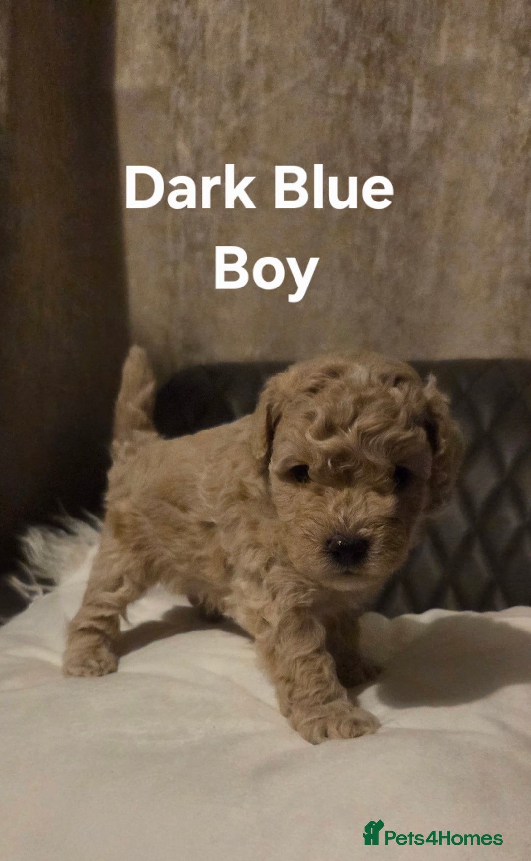 Toy Poodle dogs for sale: TOY POODLE PUPS  - Advert 9