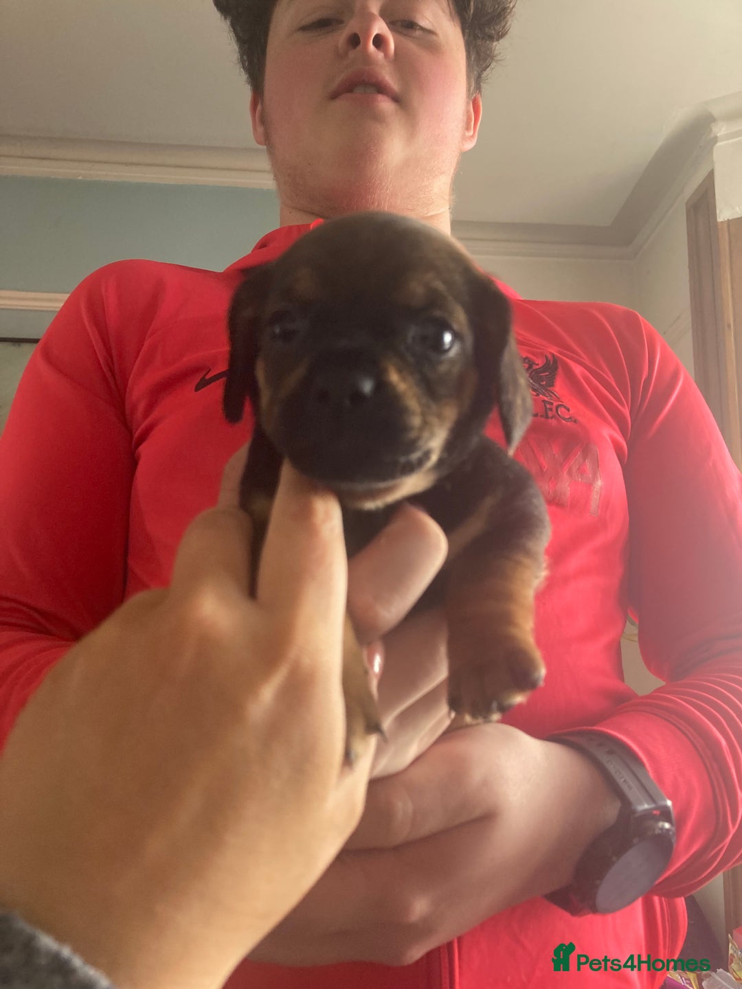 Mixed Breed dogs for sale: Adorable Daug puppies  - Image 9