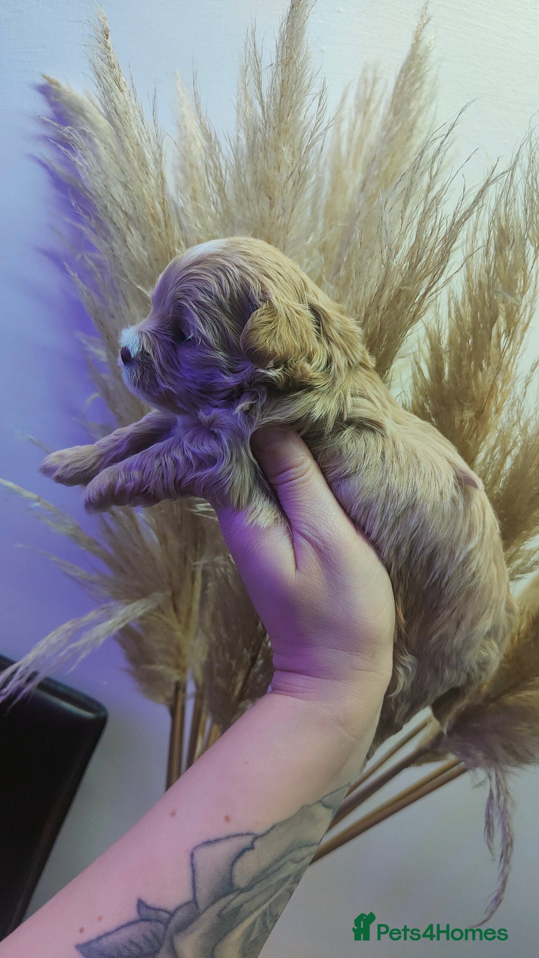 Maltipoo dogs for sale: F1 Tiny Maltipoo Puppies  - Advert 20