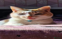 Mixed Breed cats for sale: Ginger cat - Moro - Image 2