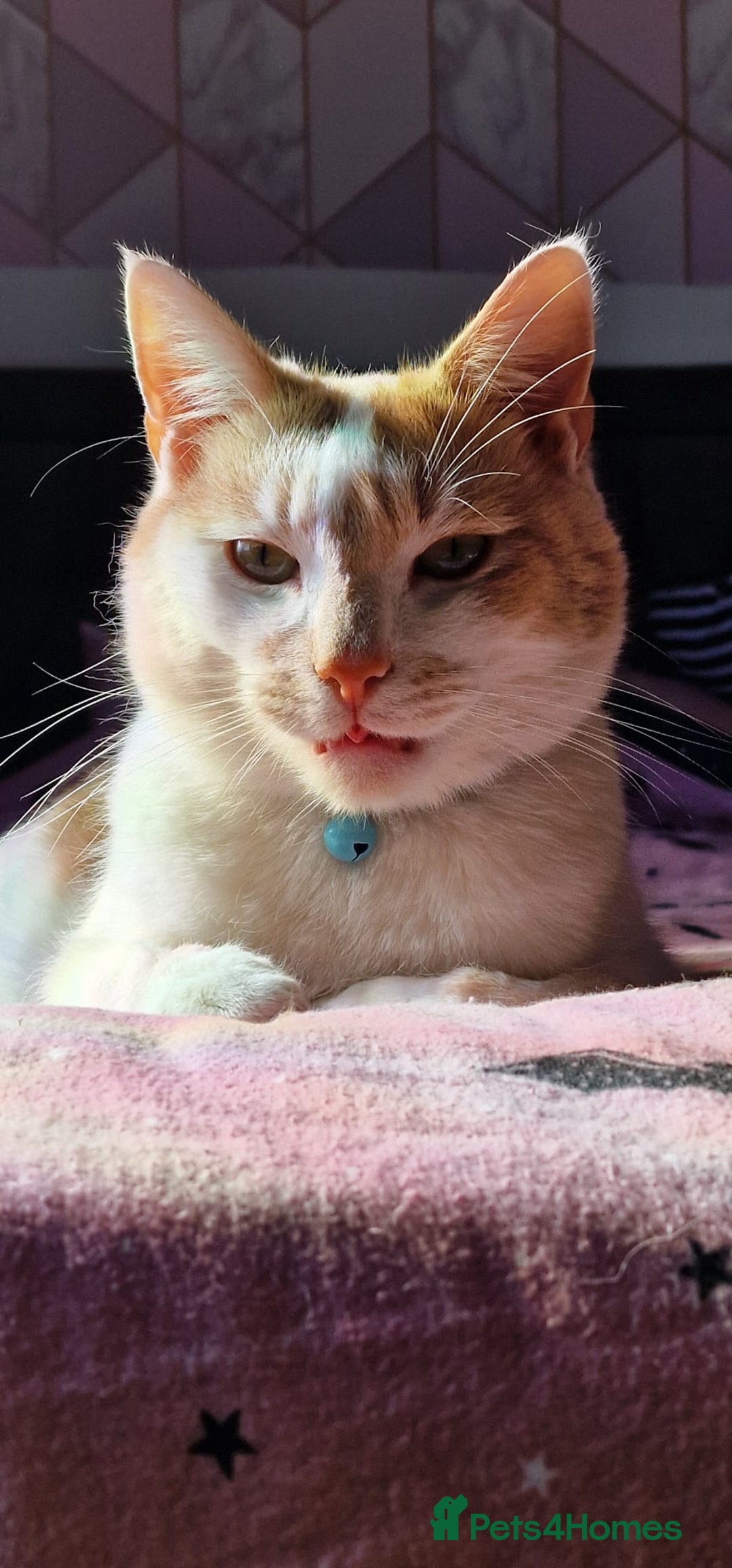 Mixed Breed cats for sale: Ginger cat - Moro - Image 2