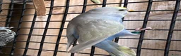 Budgerigars birds for sale: Aviary-bred Budgies’s  - Advert 16