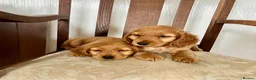 Cocker Spaniel dogs for sale: Golden cocker spaniel pups in Enniskillen - Advert 2