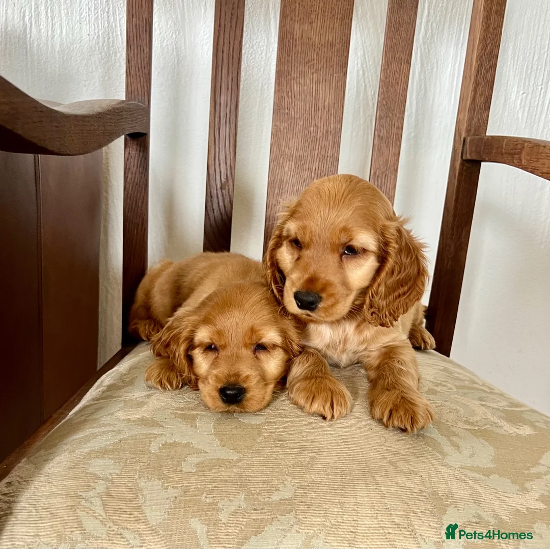 Cocker Spaniel dogs for sale: Golden cocker spaniel pups in Enniskillen - Advert 2
