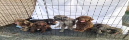 Cockapoo dogs for sale: Cockerpoo pups  - Advert 22
