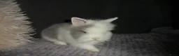 Lionhead rabbits for sale: BEAUTIFUL BABY LIONHEAD RABBITS WITH BLUE EYES - Advert 3
