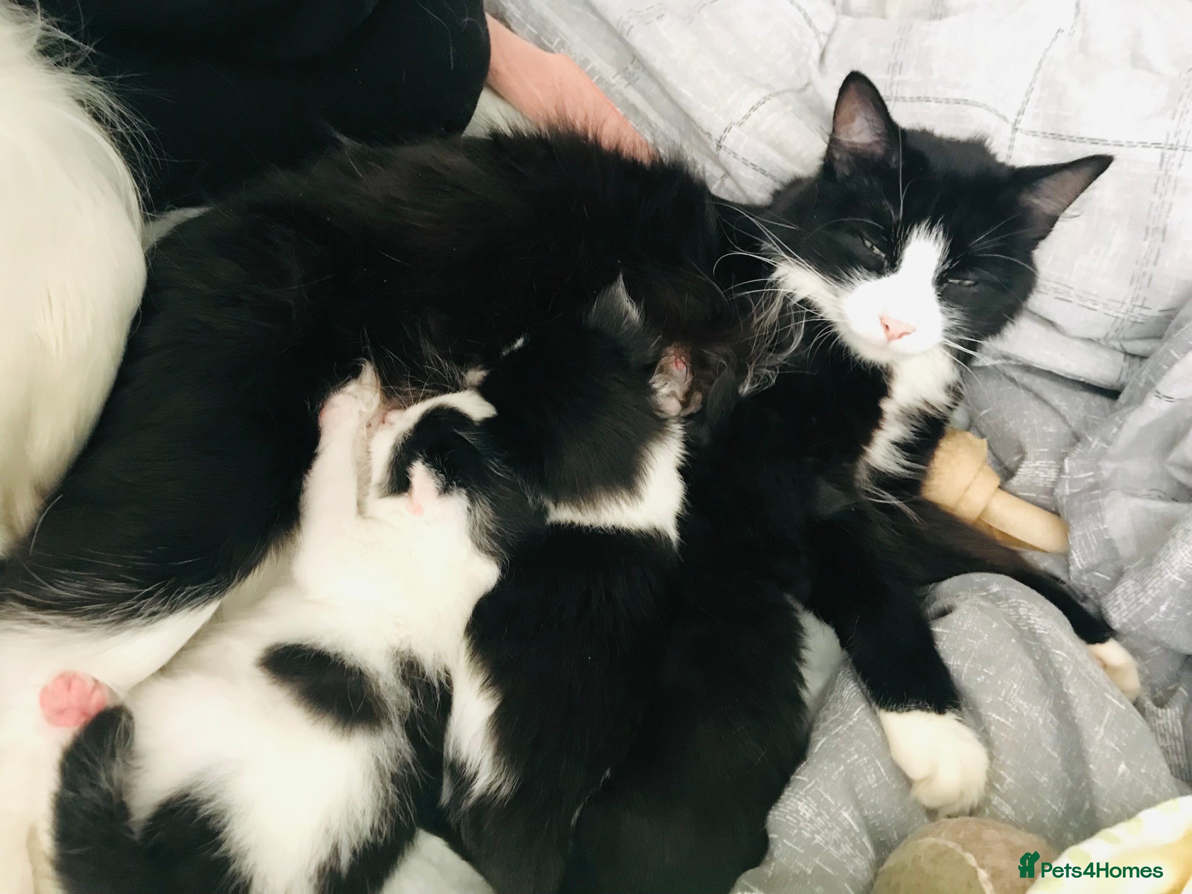 Mixed Breed cats Super Fluffy Ragdoll x Kittens!! £100-£180 - Advert 8