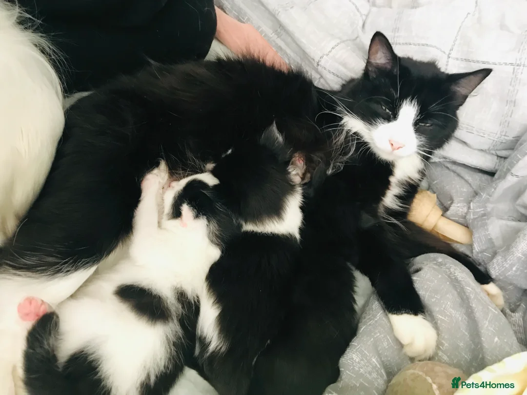 Mixed Breed cats for sale: Super Fluffy Ragdoll x Kittens!! £100-£180 - Advert 1
