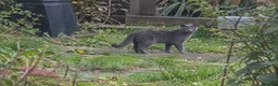 Russian Blue cats for sale: Beautiful Russian Blue Type Female Kitten - Advert 9