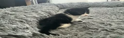 Mixed Breed cats for sale: Kitten x4 black and white - Advert 7