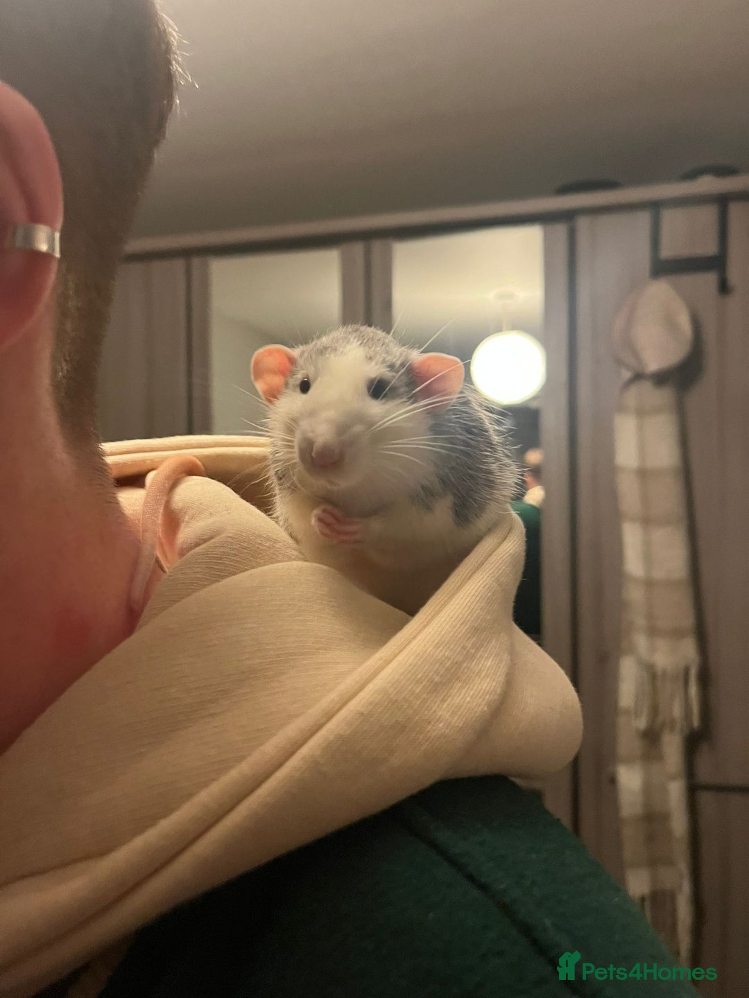 Rat rodents for sale: 3 male rats  - Image 15