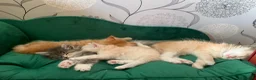 Maine Coon cats for sale: Beautiful Maine Coon x kittens x 5  - Advert 3