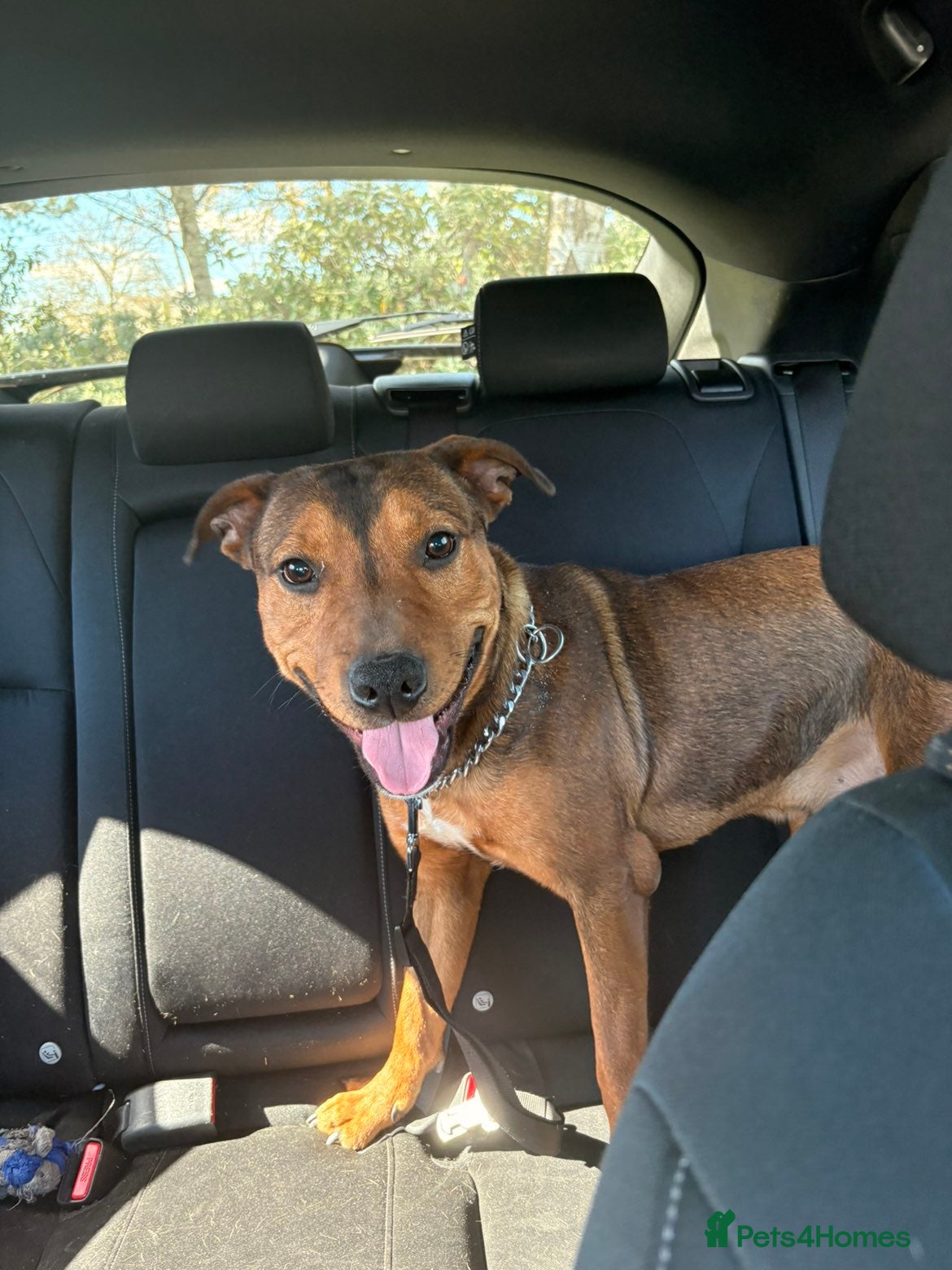 Mixed Breed dogs Tyson - Advert 8